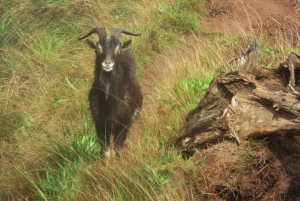 Kauai: Heldags eventyr på Kauaʻi