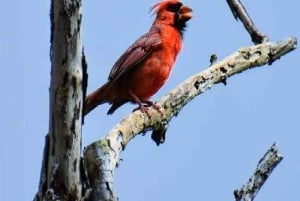 Kauai: Guided Hike and Waterfall Swim