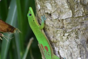 Kauai: begeleide wandeling en watervalzwemmen