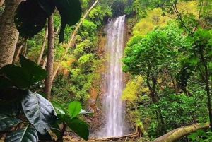 Kauai: Kajakudlejning Wailua River med vandretur til Secret Falls