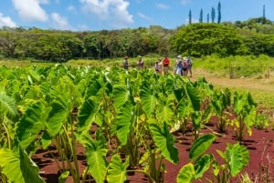 Kauai: Local Tastes Small Group Food Tour