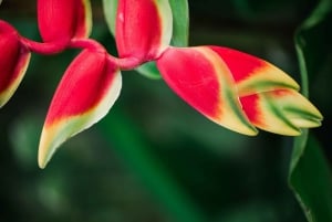Kauai: visita autoguidata al McBryde Garden