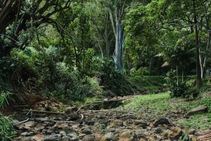 Kauai: McBryde Garden Selvguidet besøk
