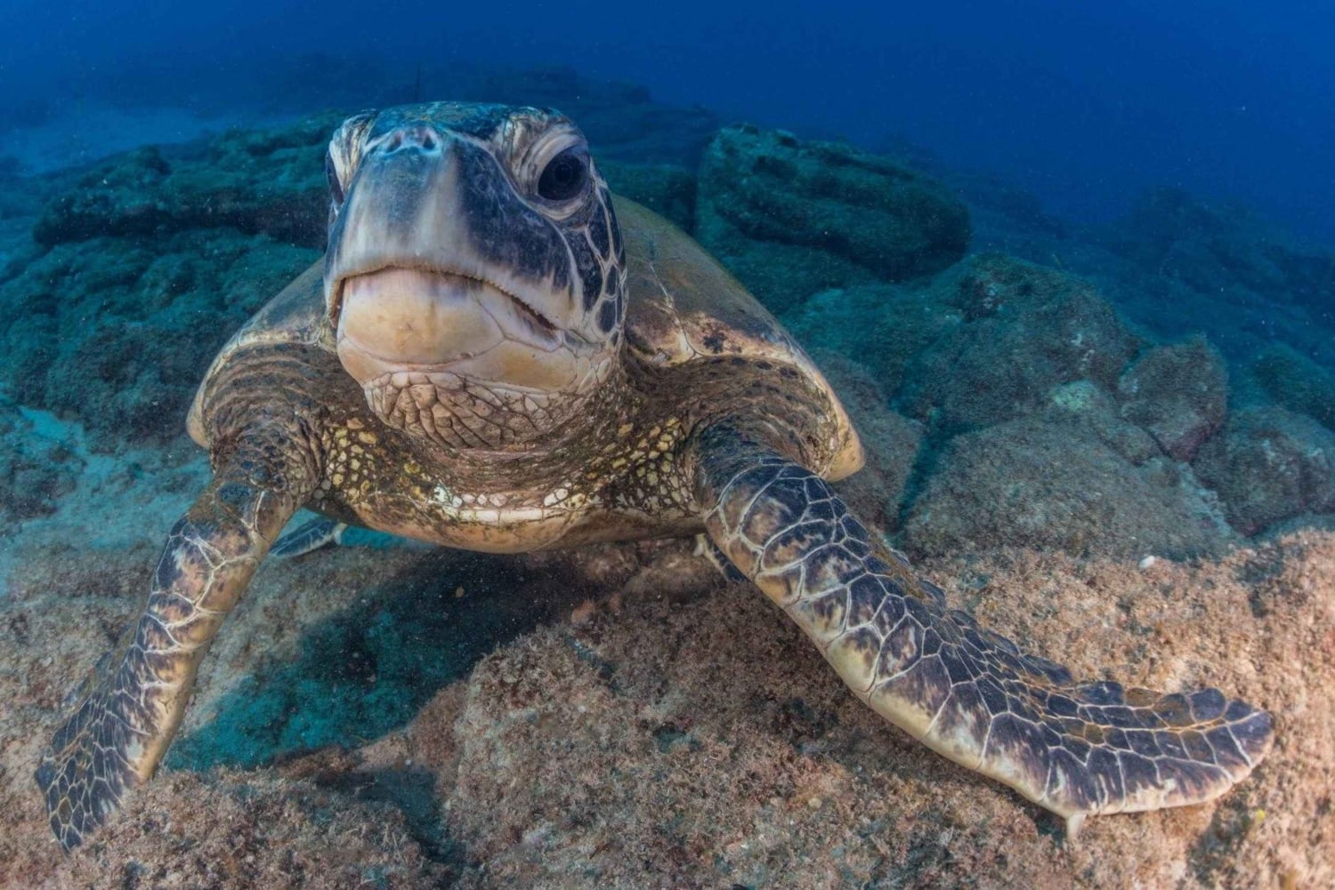 Kauai: Inmersión matinal en barco con 2 botellas para buceadores experimentados
