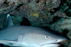 Kauai: Immersione mattutina in barca con 2 bombole per subacquei esperti