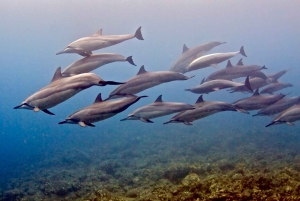 Kauai: Immersione mattutina in barca con 2 bombole per subacquei esperti