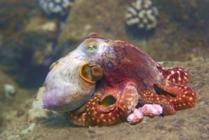 Kauai: Inmersión matinal en barco con 2 botellas para buceadores experimentados