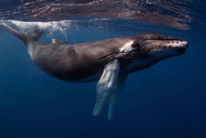 Kauai: Inmersión matinal en barco con 2 botellas para buceadores experimentados