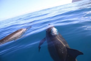 Kauai: excursión de snorkel por la costa de Na Pali con almuerzo