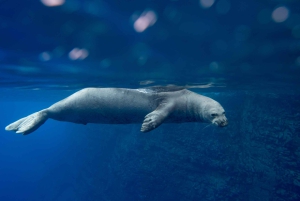 Kauai: Niihau und Na Pali Coast Ganztagestour mit dem Boot