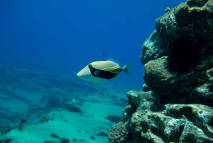 Kauai: Niihau und Na Pali Coast Ganztagestour mit dem Boot