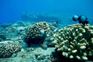 Kauai: Niihau und Na Pali Coast Ganztagestour mit dem Boot