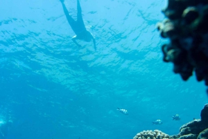 Kauai: Niihau und Na Pali Coast Ganztagestour mit dem Boot