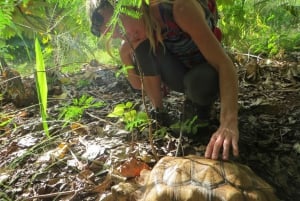 Kauai : Randonnée privée sur la côte sud : tortues, grottes et falaises
