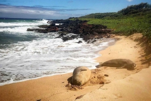 Kauai: Private Wildlife, Beach Hike with Snorkel Option