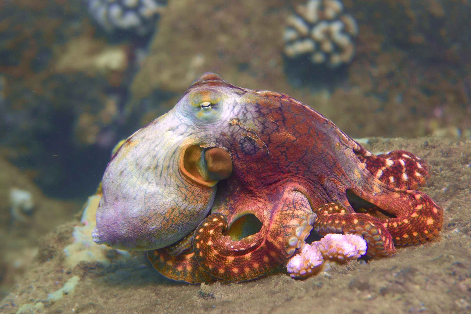 Kauai: Tauchen an der Küste von Koloa Landing, Poipu