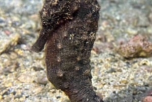 Kauai: Kystdykning ved Koloa Landing, Poipu