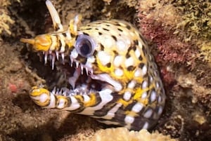 Kauai: Kystdykning ved Koloa Landing, Poipu