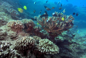 Kauai: Tauchen an der Küste von Koloa Landing, Poipu