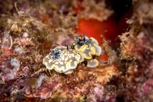 Kauai: Tauchen an der Küste von Koloa Landing, Poipu