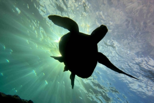 Kauai: Tauchen an der Küste von Koloa Landing, Poipu