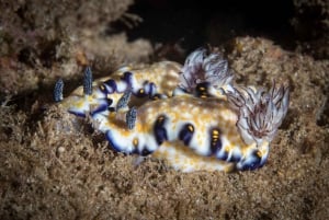 Kauai: Nurkowanie z brzegu o zmierzchu/nocą