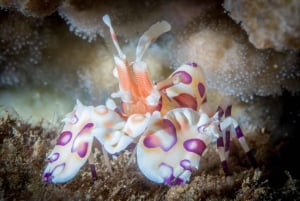 Kauai: Nurkowanie z brzegu o zmierzchu/nocą