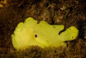 Kauai: Nurkowanie z brzegu o zmierzchu/nocą