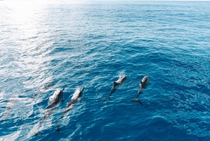 Observation des dauphins dans la baie de Kealakekua, excursion en bateau avec plongée avec tuba, barbecue