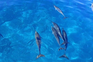 Observation des dauphins dans la baie de Kealakekua, excursion en bateau avec plongée avec tuba, barbecue
