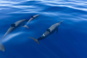 Observation des dauphins dans la baie de Kealakekua, excursion en bateau avec plongée avec tuba, barbecue