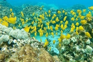 Kealakekua Bay Delfinbeobachtung, Schnorchelboot-Tour, BBQ
