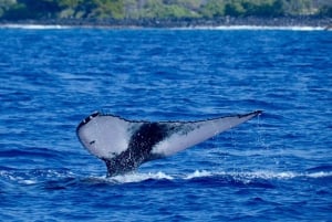Kealakekua Bay Delfinbeobachtung, Schnorchelboot-Tour, BBQ