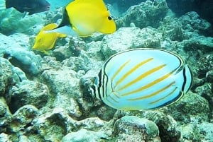 Kealakekua Bay Delfinbeobachtung, Schnorchelboot-Tour, BBQ