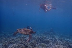 South Maui: Molokini Crater and Turtle Town Snorkeling Trip