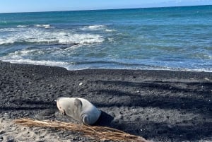 Randonnée sur la côte de Kīholo et baignade dans l'eau bleue avec des autochtones hawaïens