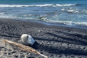 Randonnée sur la côte de Kīholo et baignade dans l'eau bleue avec des autochtones hawaïens