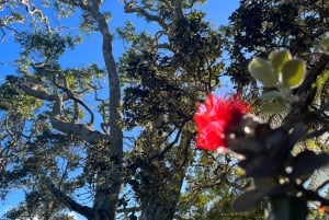 Kīlauea hike and lava gazing with Native Hawaiian