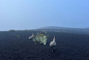 Kīlauea hike and lava gazing with Native Hawaiian