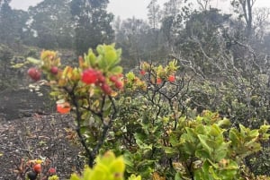 Kīlauea hike and lava gazing with Native Hawaiian