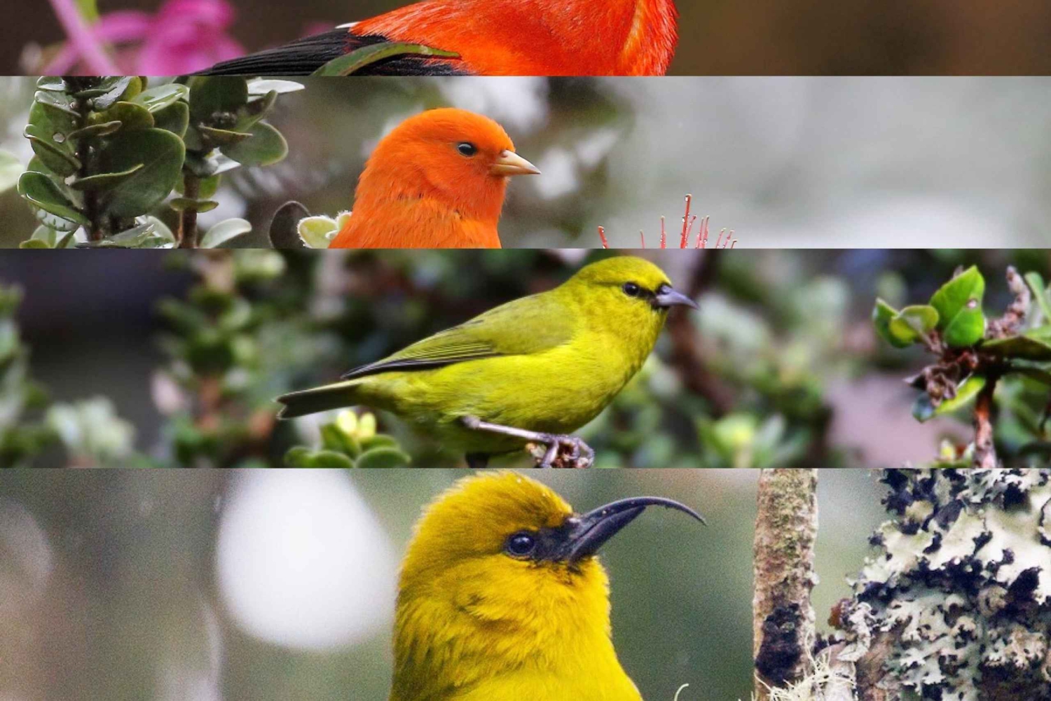 Kīlauea wandeling en lavastaren met inheemse Hawaiiaan