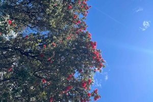 Kīlauea wandeling en lavastaren met inheemse Hawaiiaan