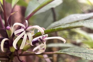 Kīlauea wandeling en lavastaren met inheemse Hawaiiaan