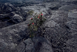 Kīlauea wandeling en lavastaren met inheemse Hawaiiaan