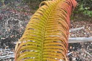 Kīlauea wandeling en lavastaren met inheemse Hawaiiaan