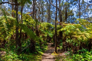 Kilauea: Geführte Wanderung im Volcanoes National Park
