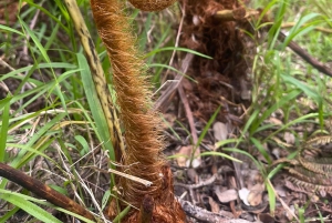 Kilauea: Geführte Wanderung im Volcanoes National Park