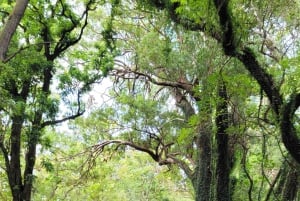 Ko'olau Wasserfall-Wanderung & Downhill Bike