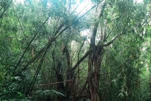 Ko'olau Wasserfall-Wanderung & Downhill Bike