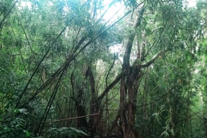 Ko'olau Wasserfall-Wanderung & Downhill Bike